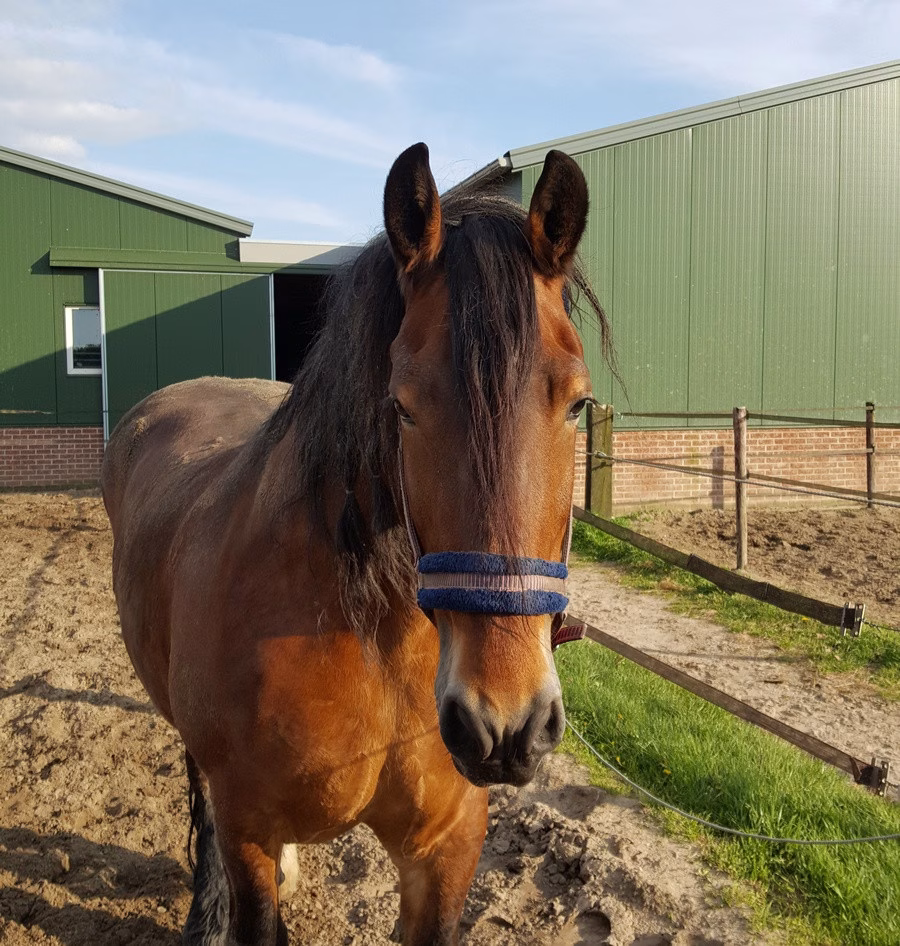 Zadelmakerij De Paardenbloem